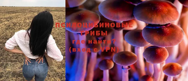 Псилоцибиновые грибы Psilocybine cubensis  Чёрмоз 